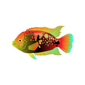 Aztec Rainbow Cichlid